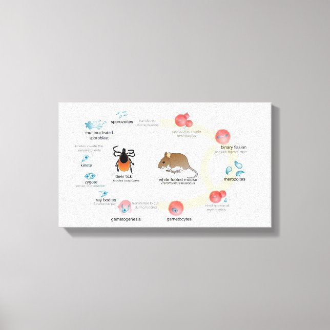 Diagramme de toile Babesia microti cycle de vie (Recto)
