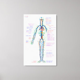 Diagramme en toile Artères du système circulatoire