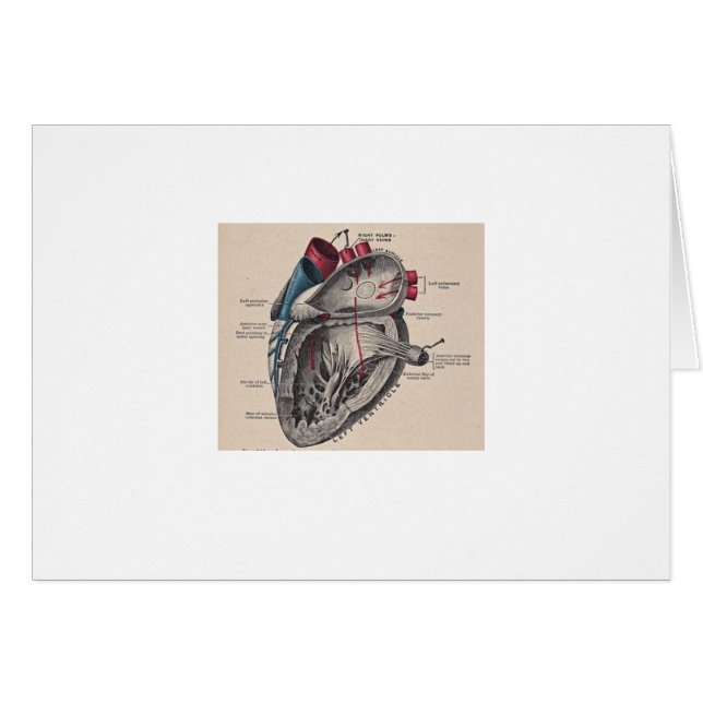 Diagramme humain antique d'anatomie de coeur (Devant horizontal)