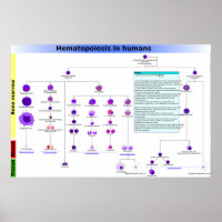 Diagramme L'hématopoïèse chez l'homme Poster des c