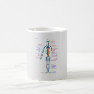 Diagramme MUG Artères du système circulatoire huma