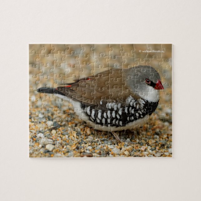 Diamant Firetail Finde (Horizontal)