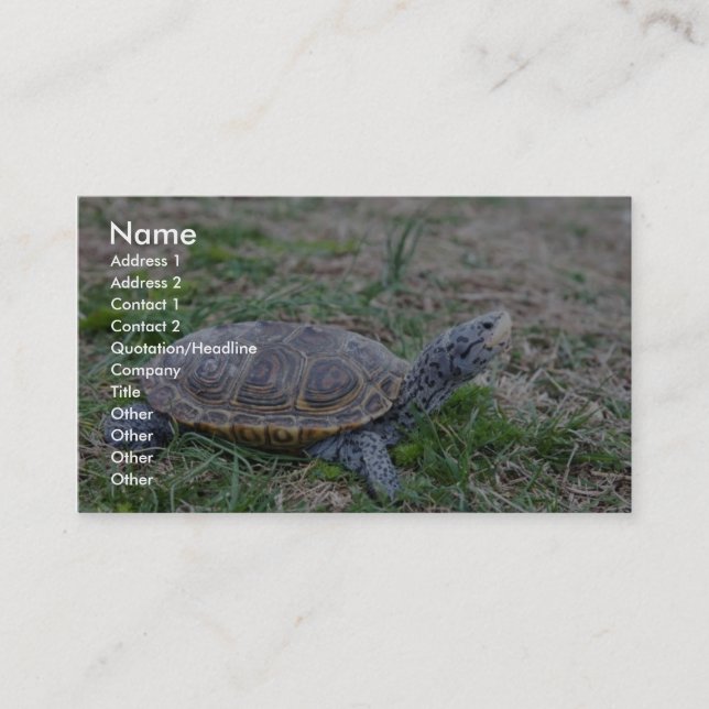Diamantmarkierungs-Dosenschildkröte Visitenkarte (Vorderseite)