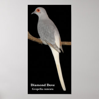 Diamanttaube, Diamanttaube, Geopelia cuneata Poster