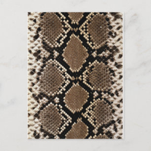 Diamond Back Rattlessnake Skin Postkarte