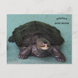 Diamond Back Terrapin Postkarte