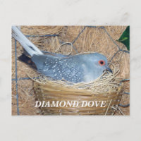 DIAMOND DOVE AUF NEST POSTCARD