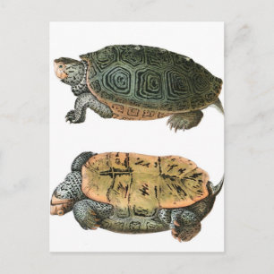 Diamondback Terrapin Illustration Postkarte