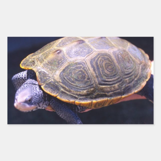 Diamondback Turtle Rechteckiger Aufkleber (Vorderseite)