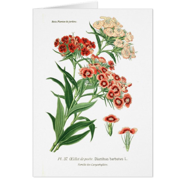 Dianthus barbatus (süßer William) (Vorne)