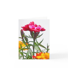 Dianthus Blume