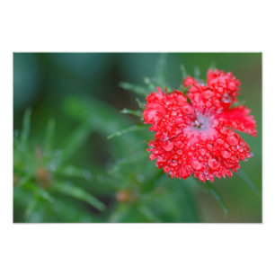 Dianthus-Blume nach Regen Fotodruck
