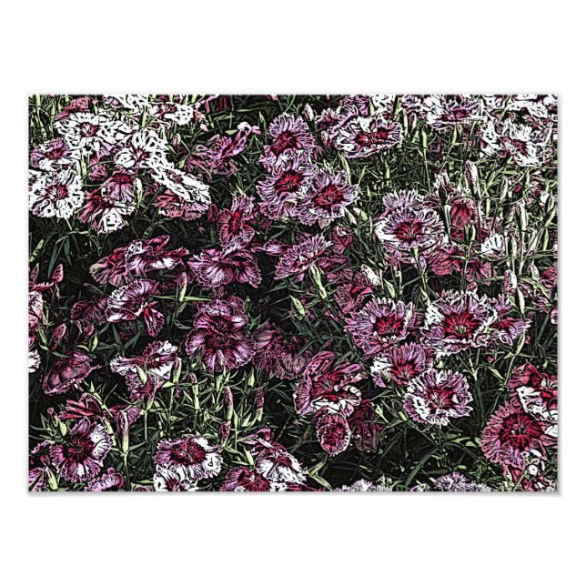 DIANTHUS FOTODRUCK (Vorne)