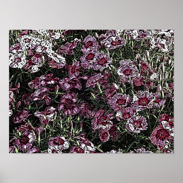 DIANTHUS POSTER (Vorne)