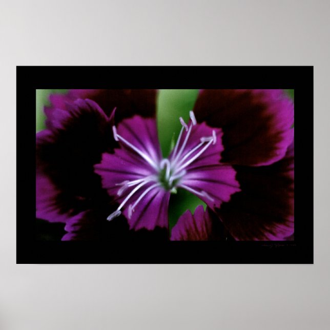 Dianthus Poster (Vorne)