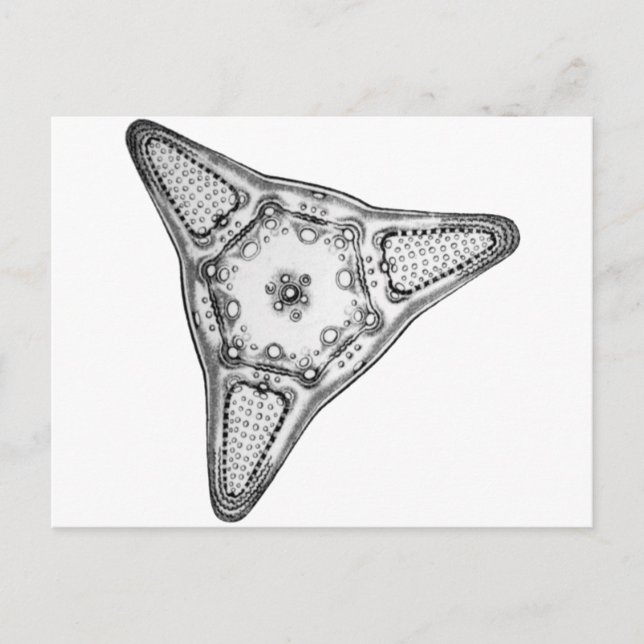 Diatom Postkarte (Vorderseite)