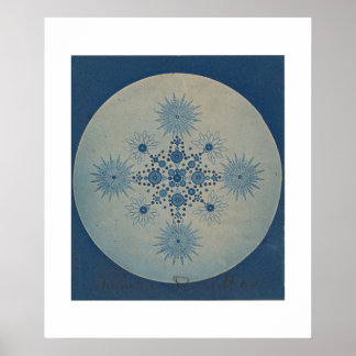 Diatome von Julius Wiesner Poster