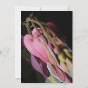 Dicentra