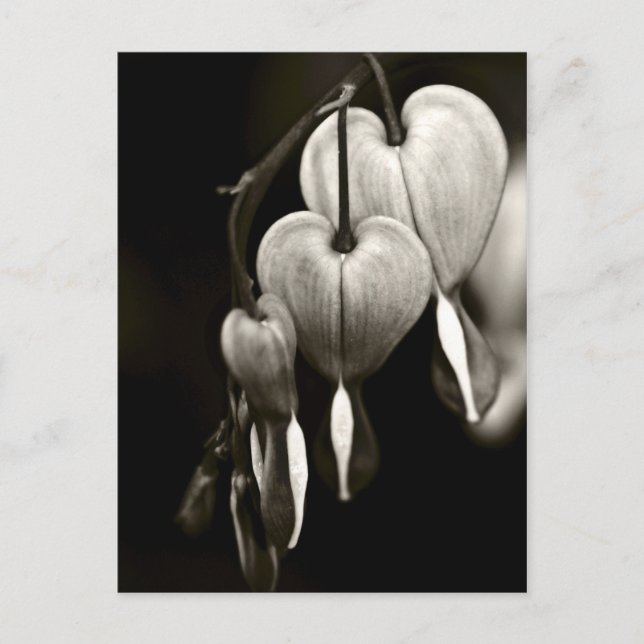 Dicentra - Blutungen Herz Kunst Postkarte (B&W) (Vorderseite)