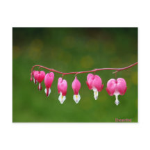 Dicentra - rosa Herzform florale Postkarte