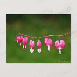 Dicentra - rosa Herzform florale Postkarte