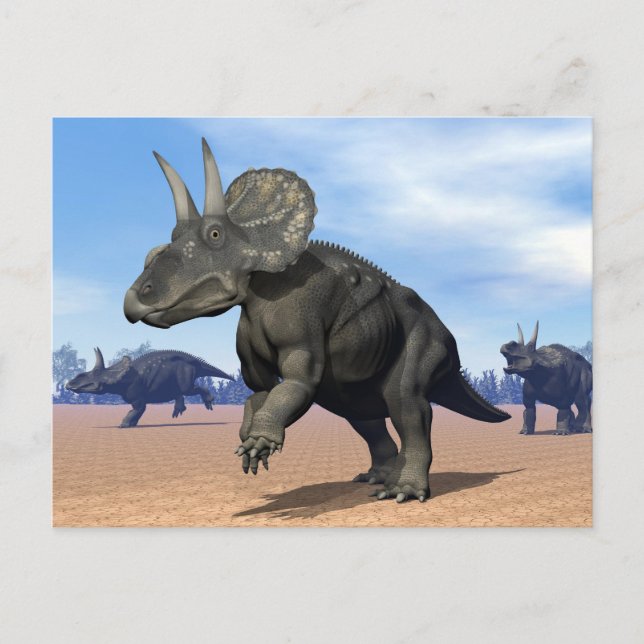 Diceratops/nedoceratops Dinosaurier in der Wüste Postkarte (Vorderseite)