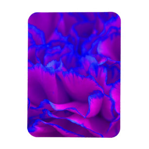 Dicke Fuschia Pink und Blue Carnation Blume Magnet