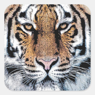 Dicke Tiger Portrait Graphic Press Style Quadratischer Aufkleber