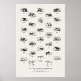 Dickhäutige Vierfüßler - Naturalist's Library Poster