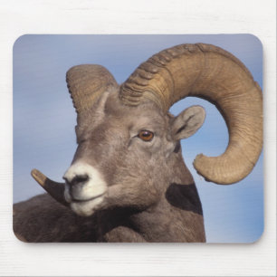 Dickhornschaf, Bergschaf, Ovis canadensis, Mousepad