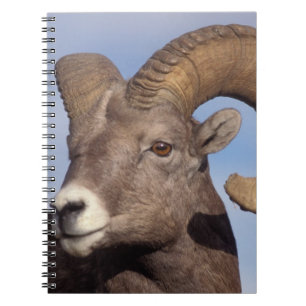Dickhornschaf, Bergschaf, Ovis canadensis, Notizblock