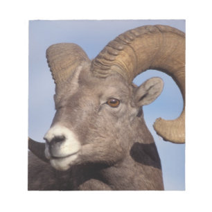 Dickhornschaf, Bergschaf, Ovis canadensis, Notizblock