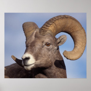Dickhornschaf, Bergschaf, Ovis canadensis, Poster