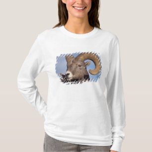 Dickhornschaf, Bergschaf, Ovis canadensis, T-Shirt