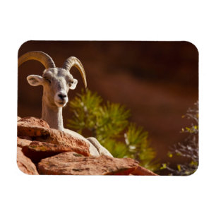 Dickhornschaf (Ovis canadensis nelsoni). Magnet