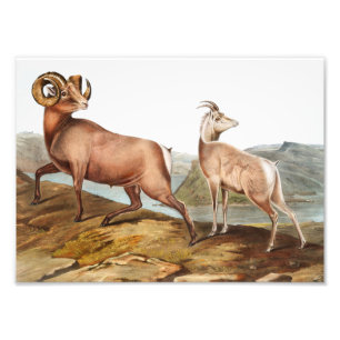 Dickhornschaf (Ovis montana) Illustration Fotodruck