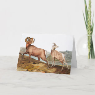 Dickhornschaf (Ovis montana) Illustration Karte