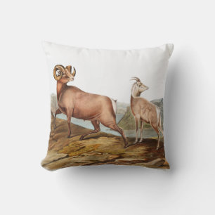 Dickhornschaf (Ovis montana) Illustration Kissen
