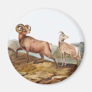 Dickhornschaf (Ovis montana) Illustration Magnet