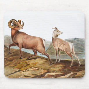 Dickhornschaf (Ovis montana) Illustration Mousepad