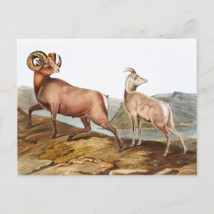 Dickhornschaf (Ovis montana) Illustration Postkarte