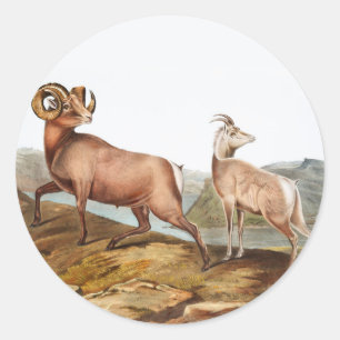 Dickhornschaf (Ovis montana) Illustration Runder Aufkleber