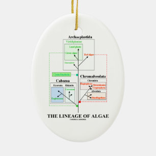 Die Abstammung der Algen-Evolutionsbiologie Keramikornament