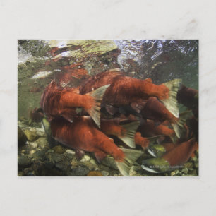 Die Adams River Sockeye Run ist eine der Postkarte