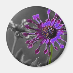 Die afrikanische Daisy Magnet