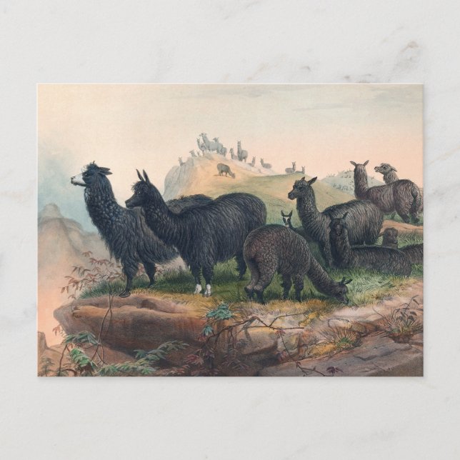 Die Alpaca von Joseph Wolf Postkarte (Vorderseite)