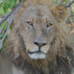 Die alte Löwe hing aus. Truckerkappe<br><div class="desc">In der Nähe von Chobe Camp in Botswana, Afrika.</div>