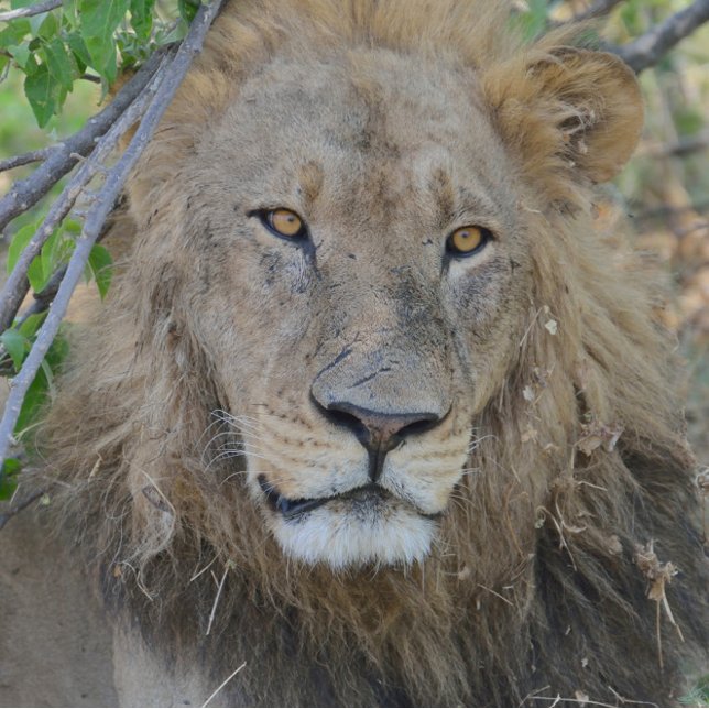 Die alte Löwe hing aus. Truckerkappe (Von Creator hochgeladen)