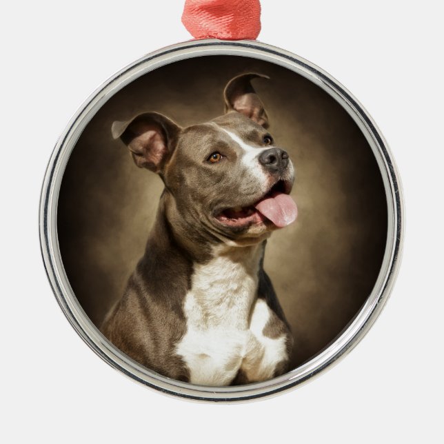 Die amerikanische blaue Pitbull Silbernes Ornament (Vorne)