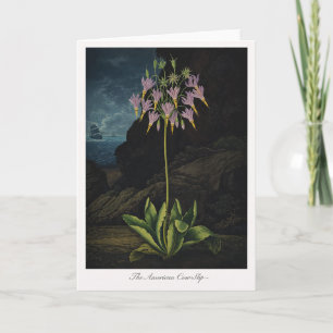 Die Amerikanische Kuhschelle — Moderne Botanische  Karte